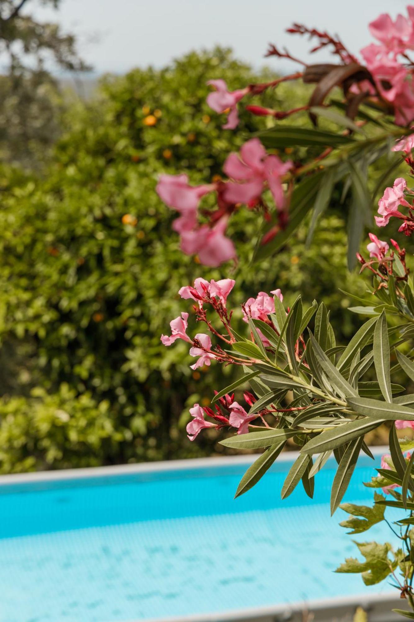 Casa Rural En Candeleda Con Piscina Y Un Maravilloso Jardin Extérieur photo